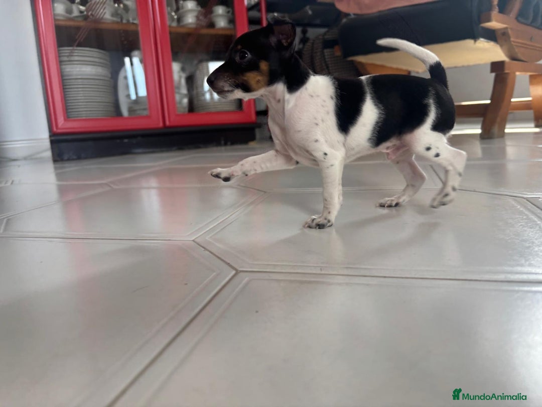 Ratón de Praga perros en venta: Último cachorros de ratón de Praga  - Imagen 6