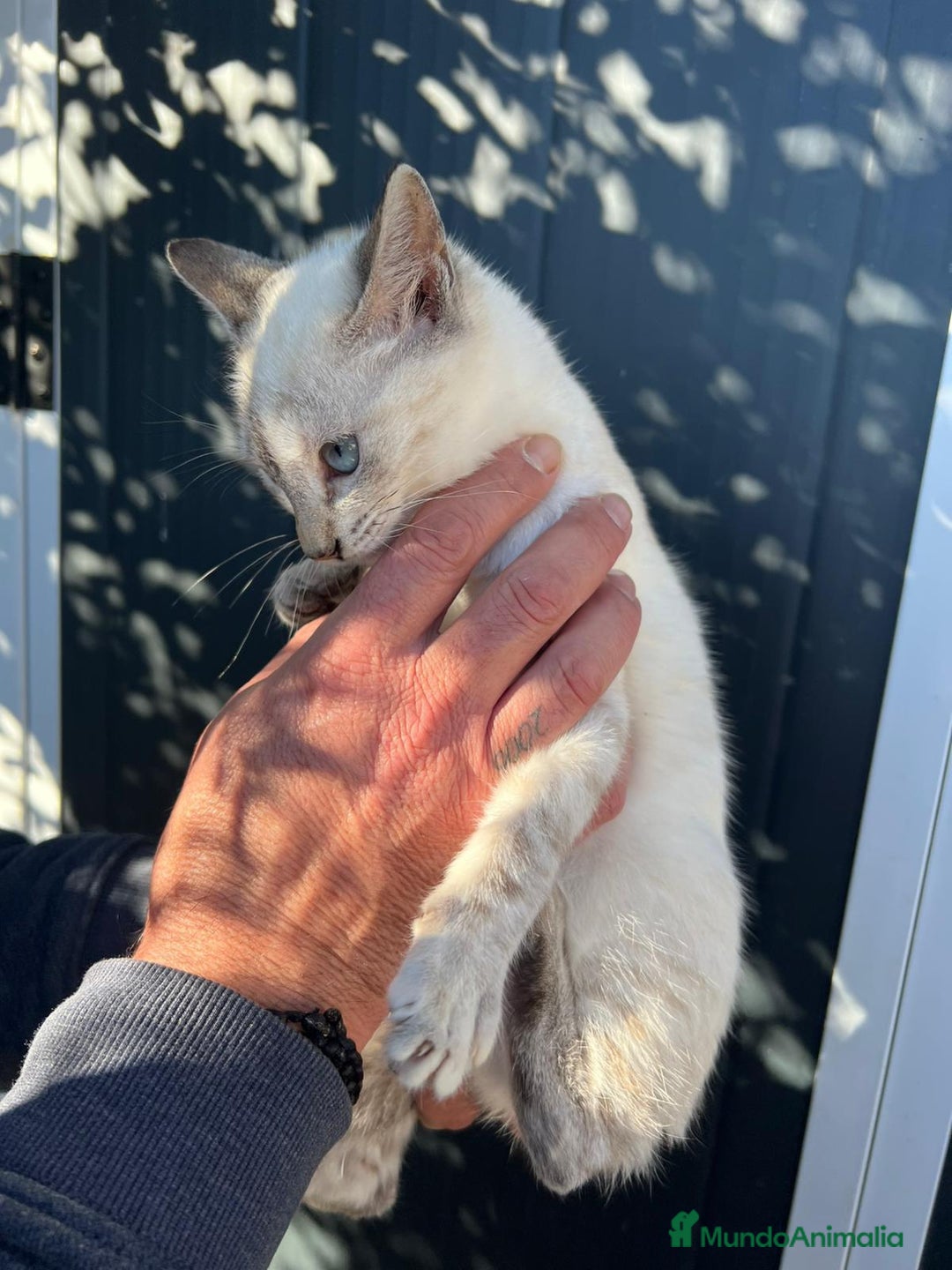 Siamés gatos en venta: SIAMES  - Anuncio 3