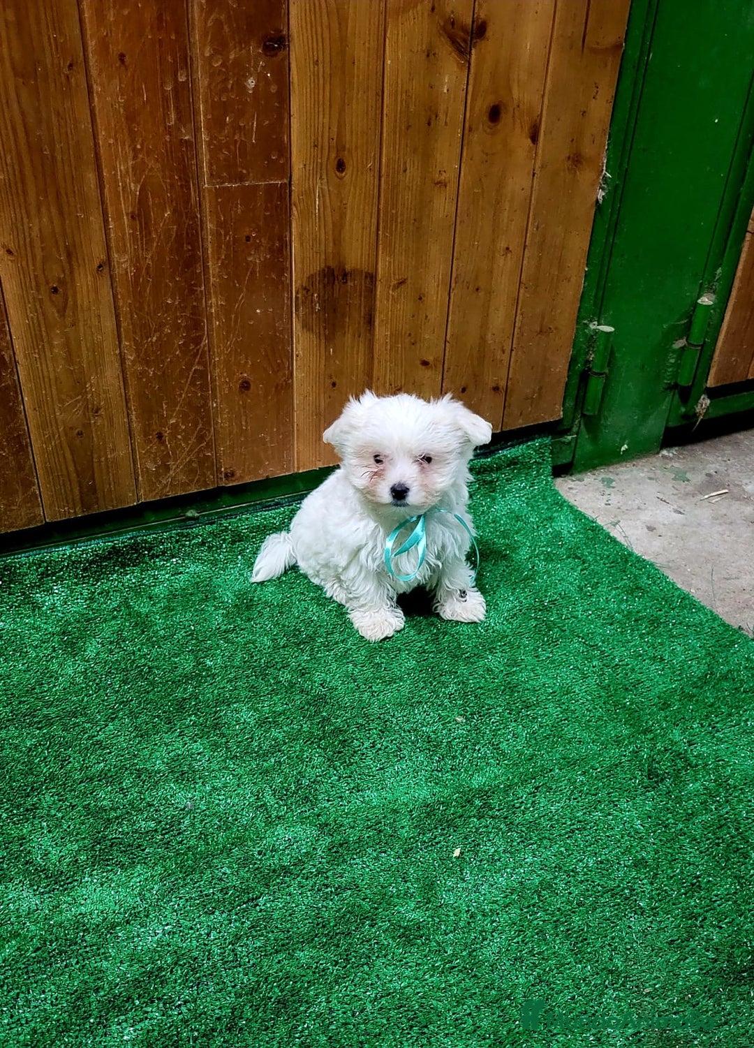 Bichón Maltés perros en venta: Bichon maltes - Anuncio 2