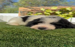 Perro de Agua Español perros en venta: PERRO DE AGUA MACHO - Imagen 20