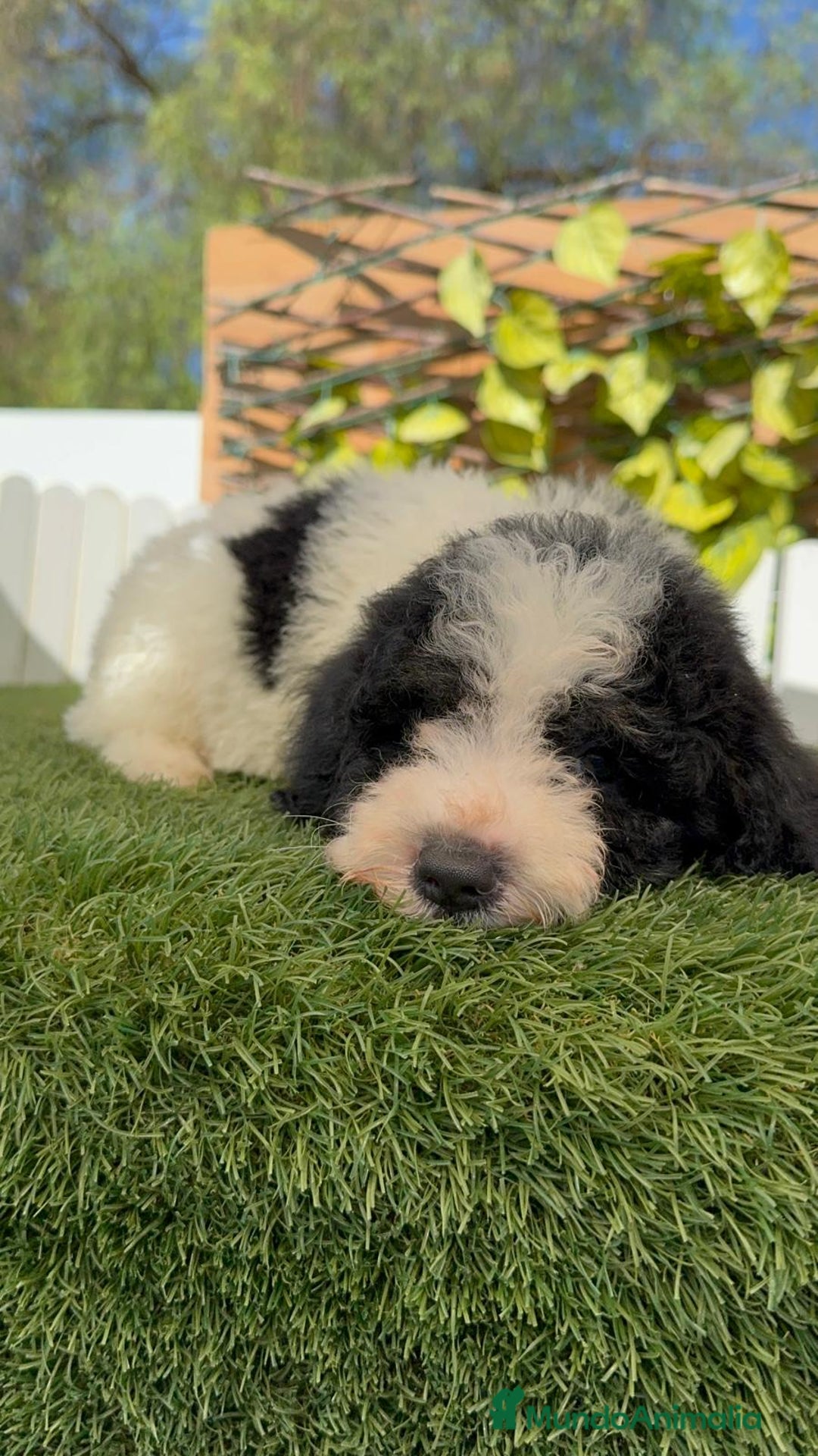 Perro de Agua Español perros en venta: PERRO DE AGUA MACHO - Imagen 20