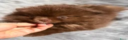 Pomerania perros en venta: POMERANIA CHOCOLATE MACHO - Anuncio 2