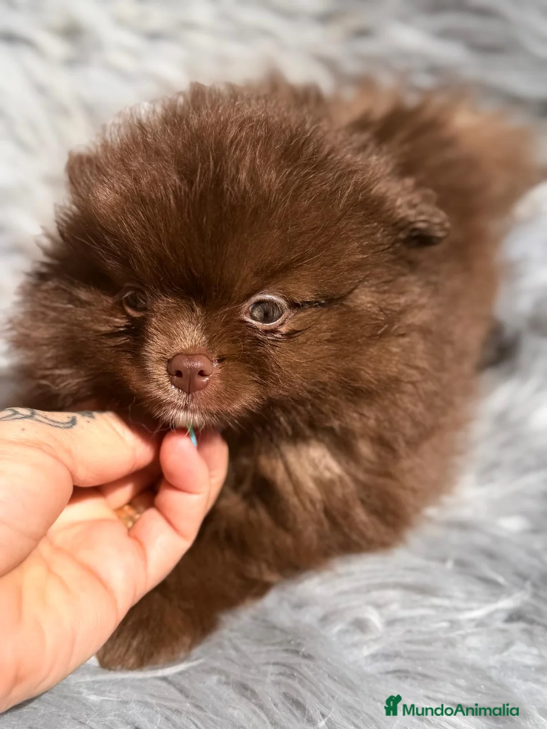 Pomerania perros en venta: POMERANIA CHOCOLATE MACHO - Anuncio 2