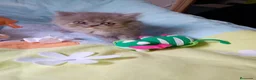 Himalayo gatos en venta: Gatito persa himalayo listo para entregar - Anuncio 9