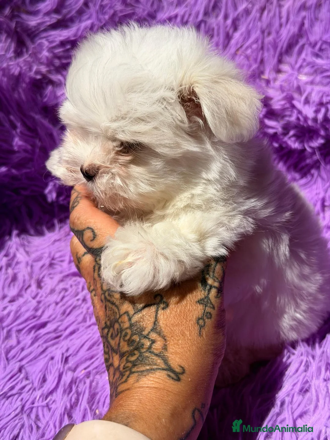 Bichón Maltés perros en venta: BICHÓN MALTÉS COREANO - Anuncio 9