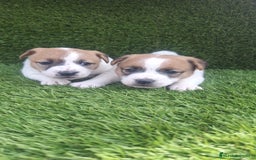 Jack Russell Terrier perros en venta: Jack Russell juguetones bicolor  - Imagen 7