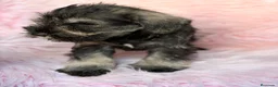 Schnauzer Miniatura perros en venta: Camada de schnauzer  - Anuncio 3
