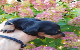 Teckel Miniatura perros en venta: Teckel de pelo corto tamaño miniatura  - Anuncio 4