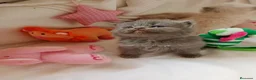 Persa gatos en venta: Gatitos persa y malayo - Anuncio 5
