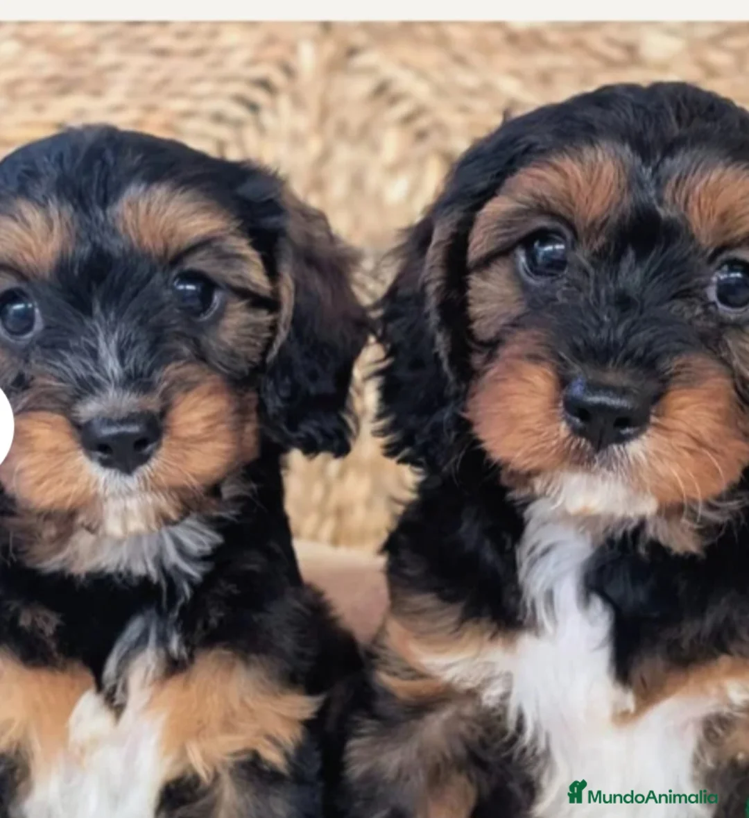 Cavapoo perros en venta: CAVAPOO - Anuncio 1