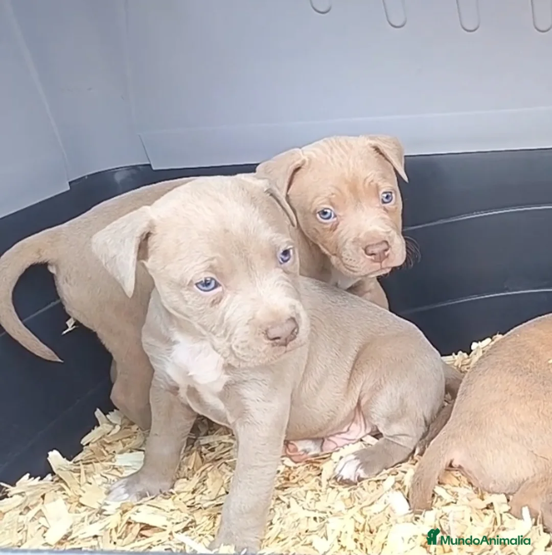 American Pit Bull Terrier perros en venta: Cachorros Pitbull LILAC y SILVER  - Anuncio 1