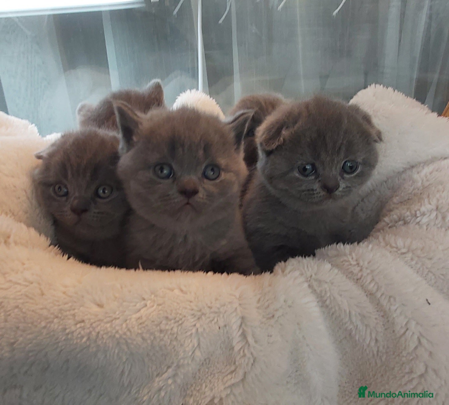 Scottish Fold gatos Scotish Fold y British blue macho y hembra  - Anuncio 1