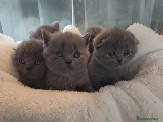 Scottish Fold gatos Scotish Fold y British blue macho y hembra - Anuncio 1
