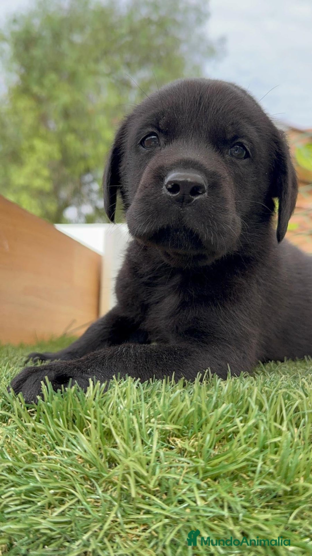 Labrador Retriever perros en venta: LABRADOR MACHO - Imagen 5
