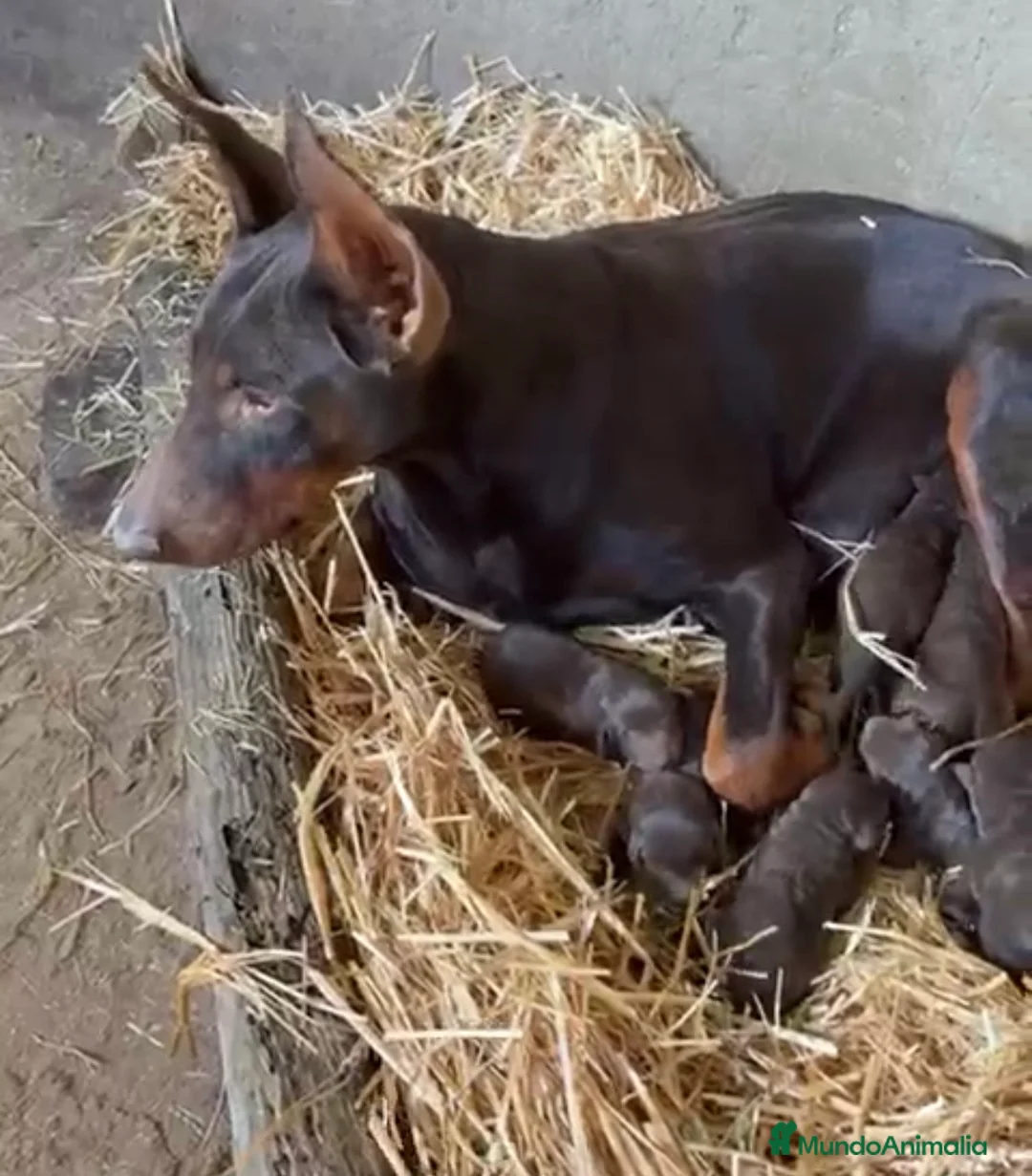 Dobermann perros en venta: Disponible macho y hembra Doberman chocolate en Sevilla - Anuncio 1