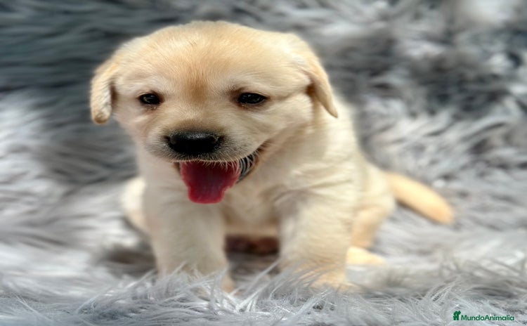 Labrador Retriever perros - Propaganda 1