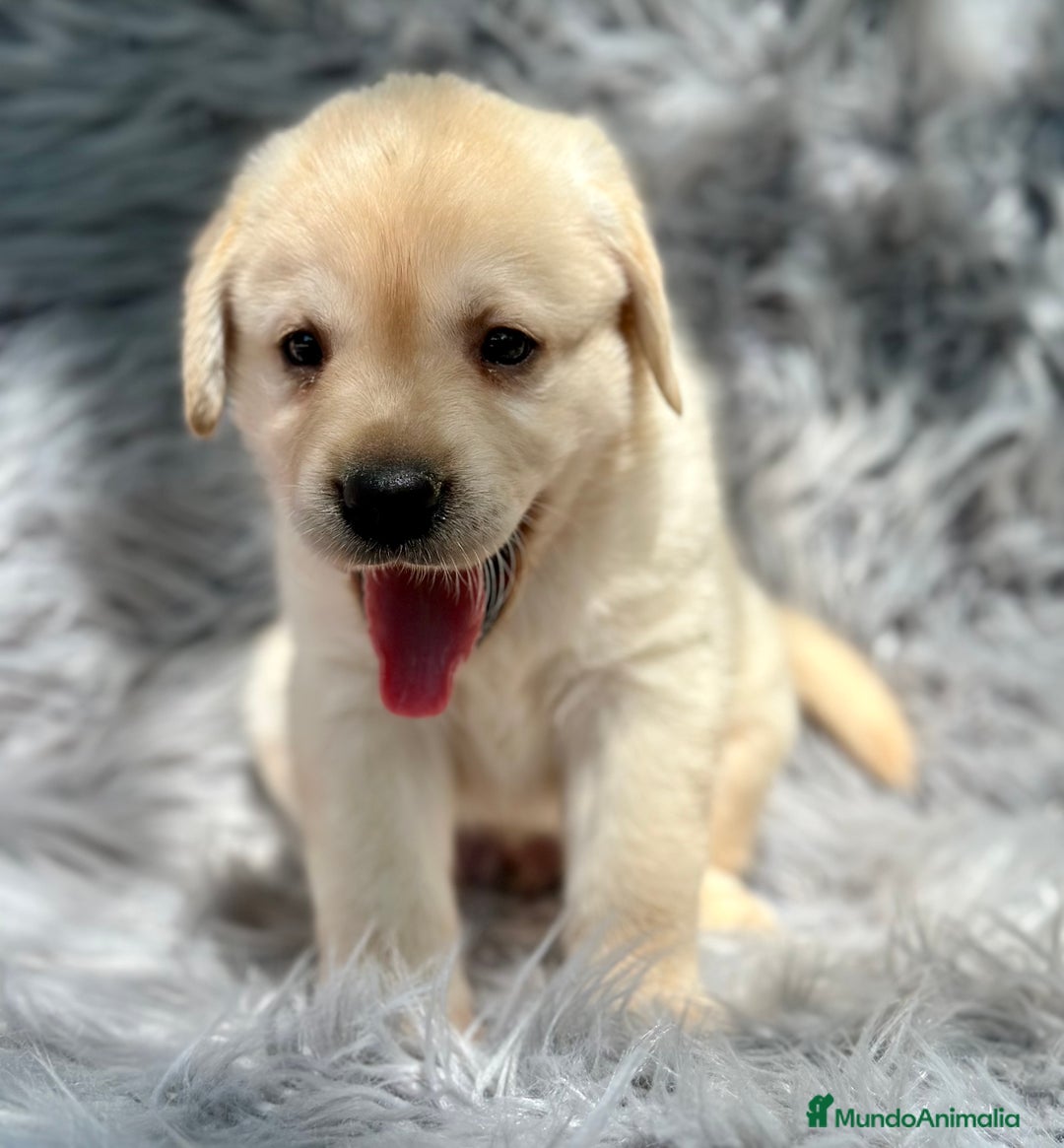 Labrador Retriever perros en venta: LABRADOR AMARILLO DISPONIBLES - Imagen 1