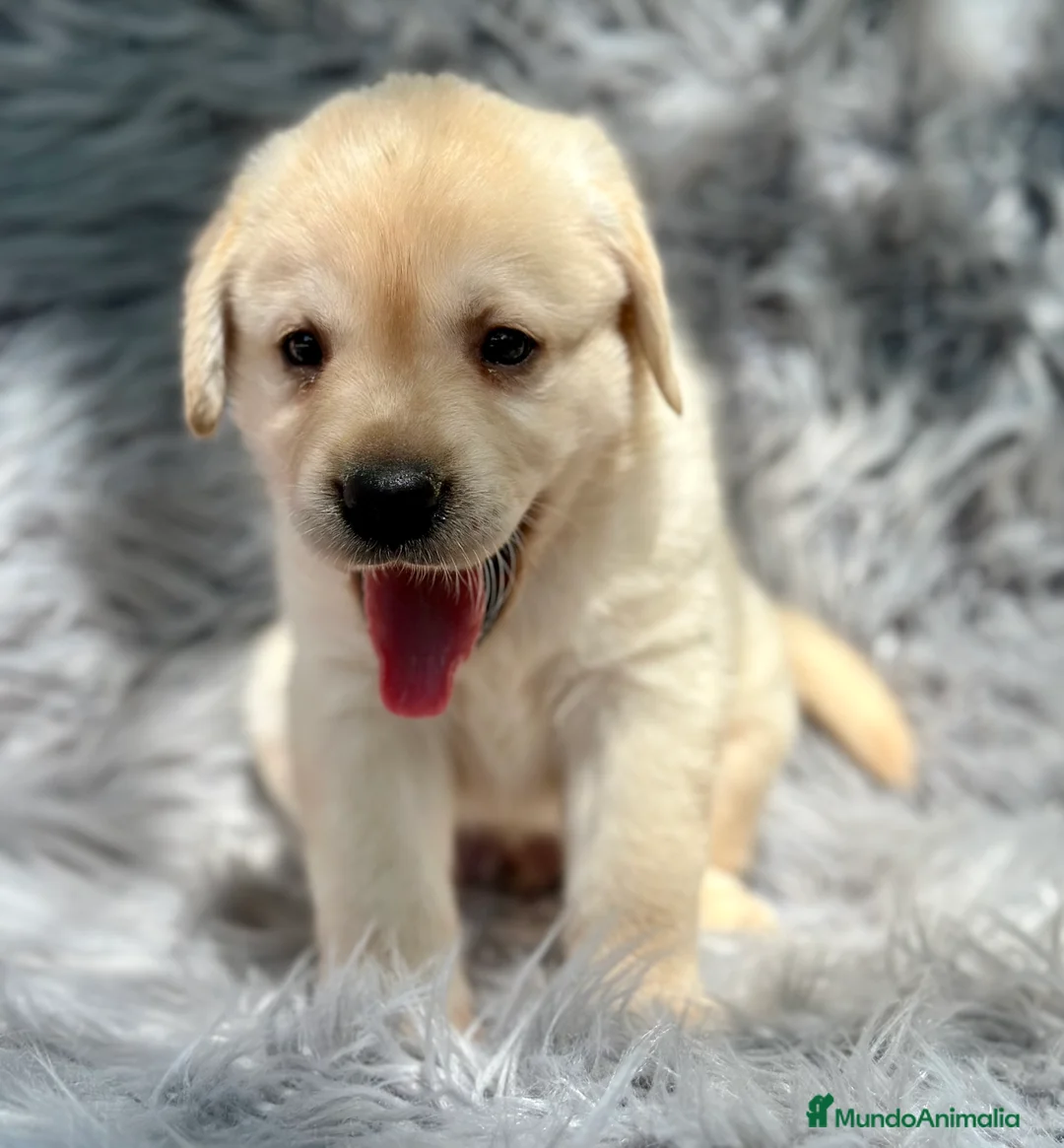 Labrador Retriever perros en venta: LABRADOR AMARILLO DISPONIBLES - Anuncio 1