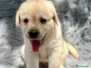Labrador Retriever perros LABRADOR AMARILLO DISPONIBLES - Anuncio 10