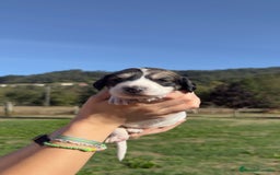 Saluki perros en venta: Camada de Salukis  - Imagen 28