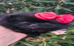 Pomerania perros en venta: Bebés Pomerania exoticos - Imagen 1
