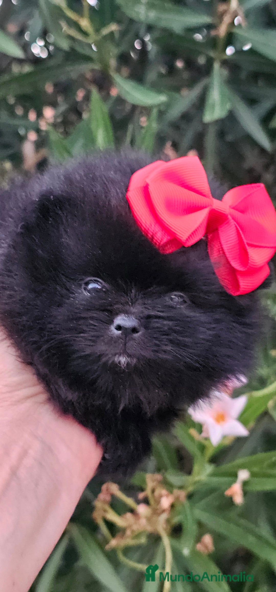 Pomerania perros en venta: Bebés Pomerania exoticos - Imagen 1