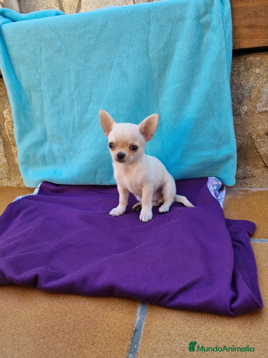Chihuahua perros en venta: Chihuahuas  en Barcelona - Anuncio 4