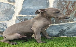 Whippet perros en venta: WHIPPET MACHOS Blanco y blue  - Anuncio 8