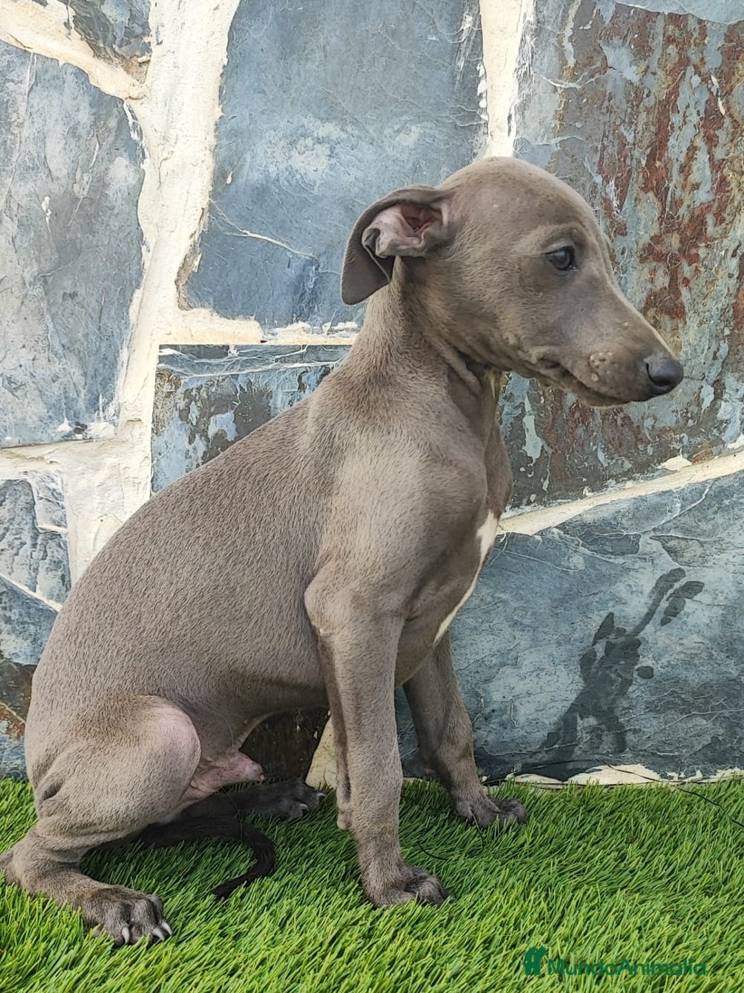 Whippet perros en venta: WHIPPET MACHOS Blanco y blue  - Anuncio 8