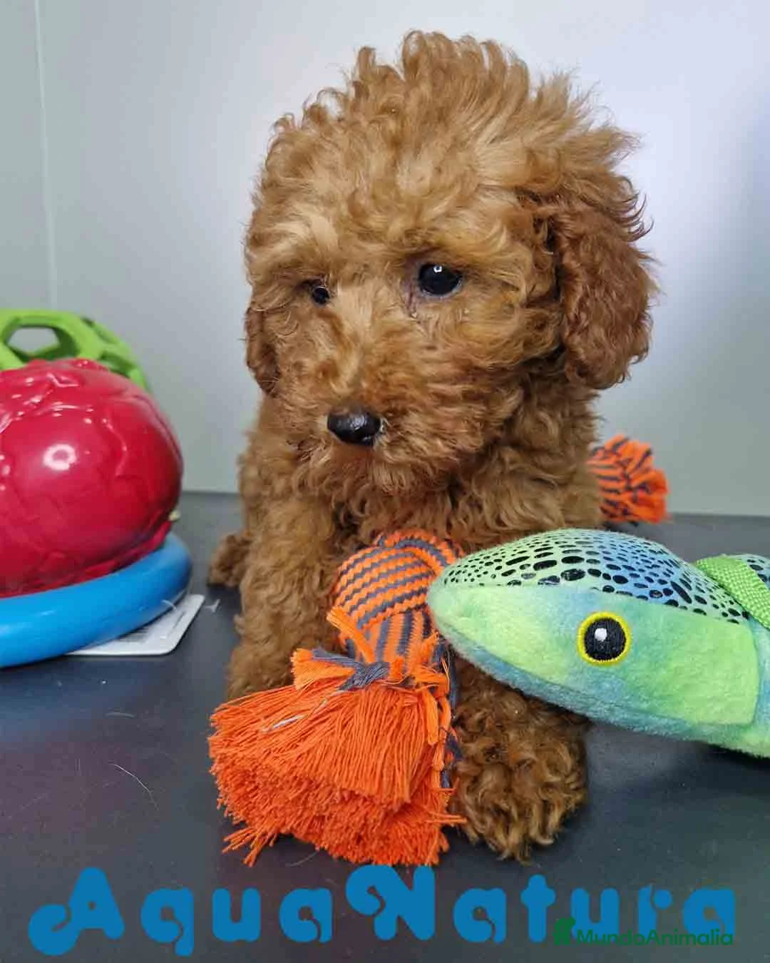 Caniche Enano perros en venta: Caniche Hembra DCD 5774 AQUANATURA - Anuncio 6