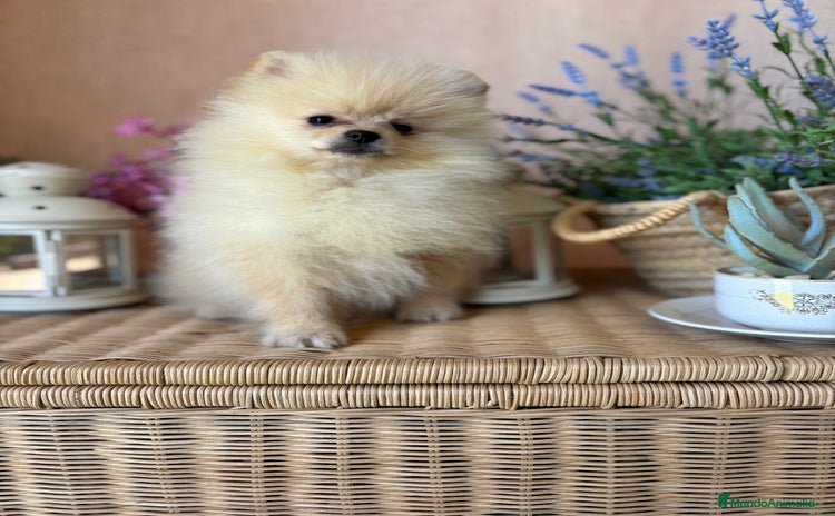 Pomerania perros Pomeranias macho disponible  - Anuncio 1