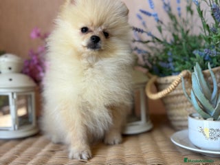 Pomerania perros Pomeranias macho disponible - Anuncio 1