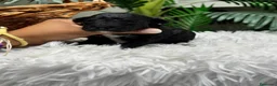 Caniche Toy perros en venta: CANICHE TOY - Anuncio 8