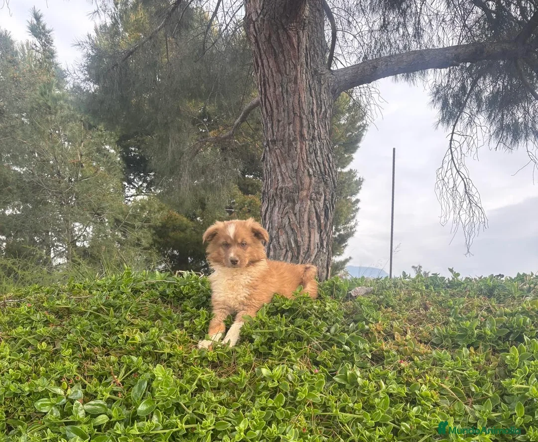 Pastor Miniatura Americano perros en venta: PASTOR AMERICANO MINIATURA - Anuncio 1