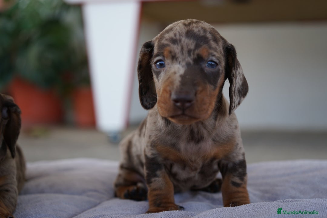 Teckel Miniatura perros en venta: 🐾 Kodat, Byron, Curry y Florentina – Teckel 🐾 - Imagen 4