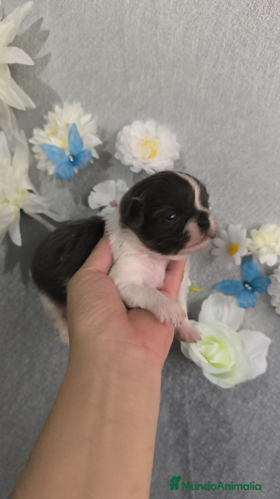 Shih Tzu perros Shihtzu en Curtis la Coruña  - Anuncio 21