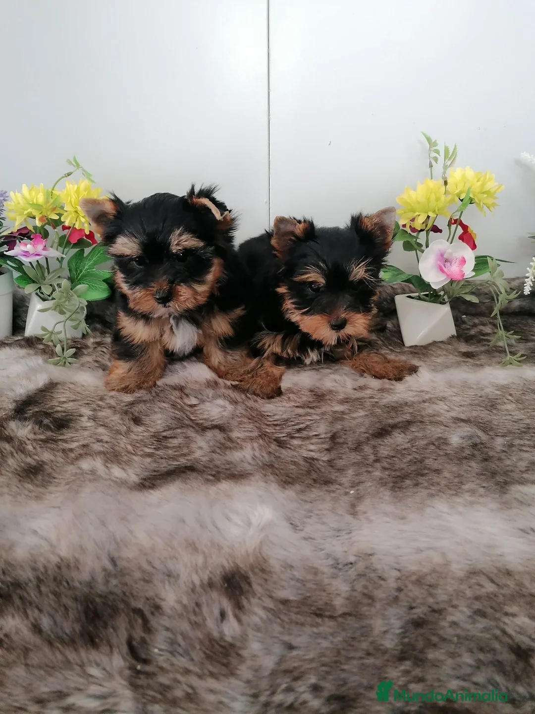 Yorkshire Terrier perros en venta: Preciosa camada de yorshire toy - Anuncio 6