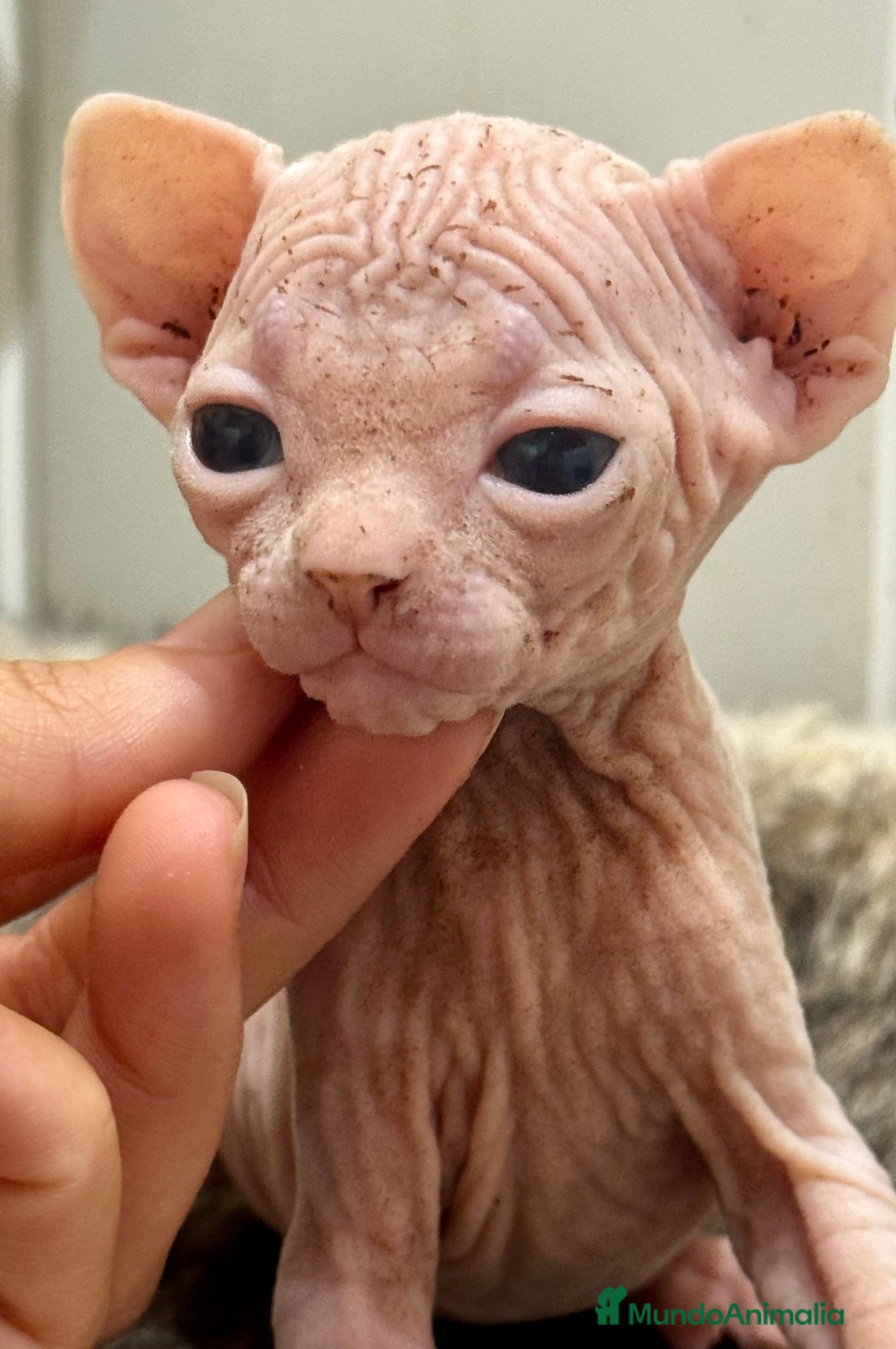 Sphynx gatos Camada sphynx  - Anuncio 4