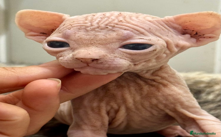 Sphynx gatos - Anuncio 1
