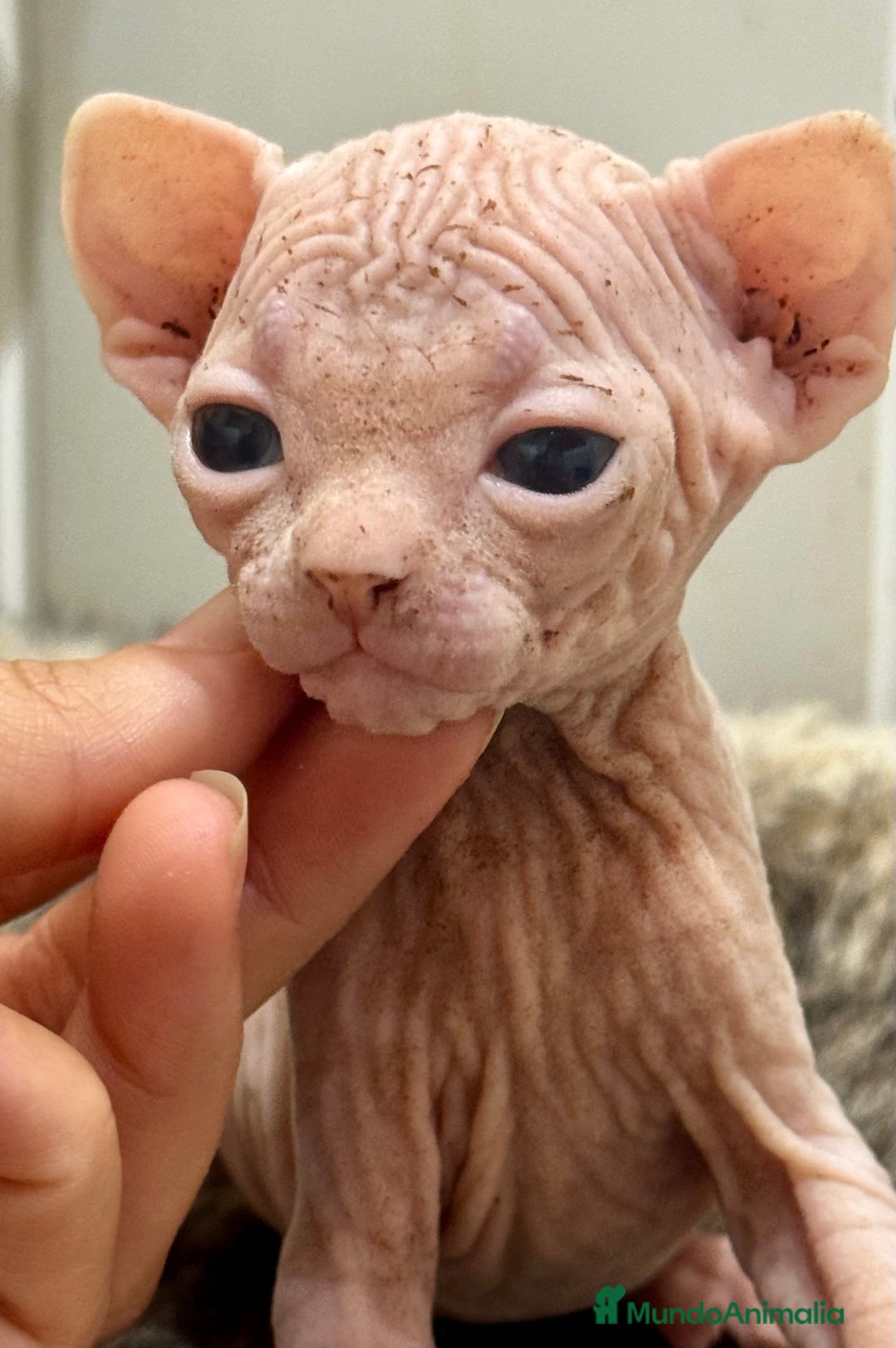 Sphynx gatos en venta: Camada sphynx  - Imagen 1