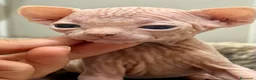Sphynx gatos en venta: Camada sphynx  - Anuncio 1
