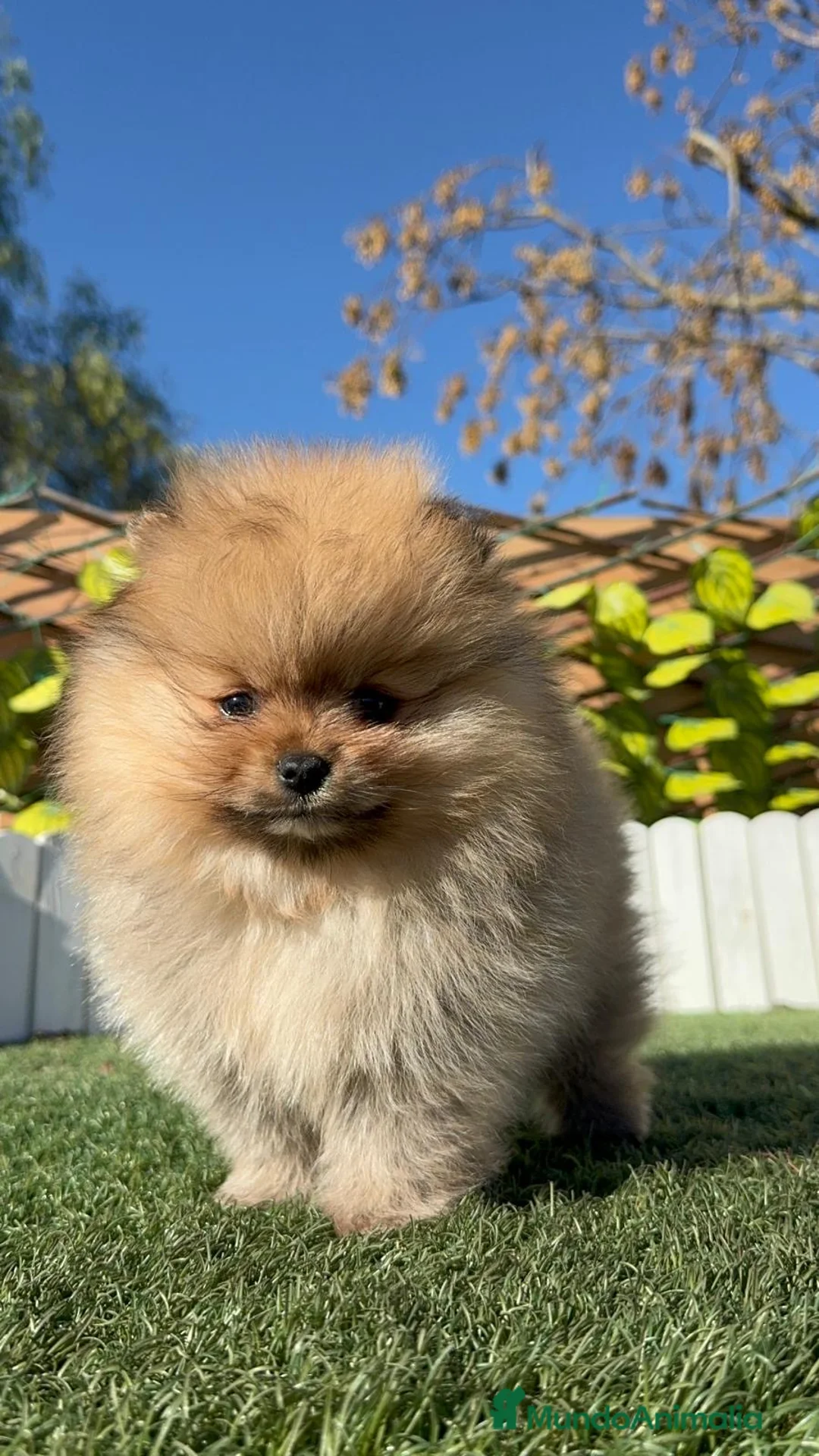 Pomerania perros en venta: POMERANIA  - Anuncio 14