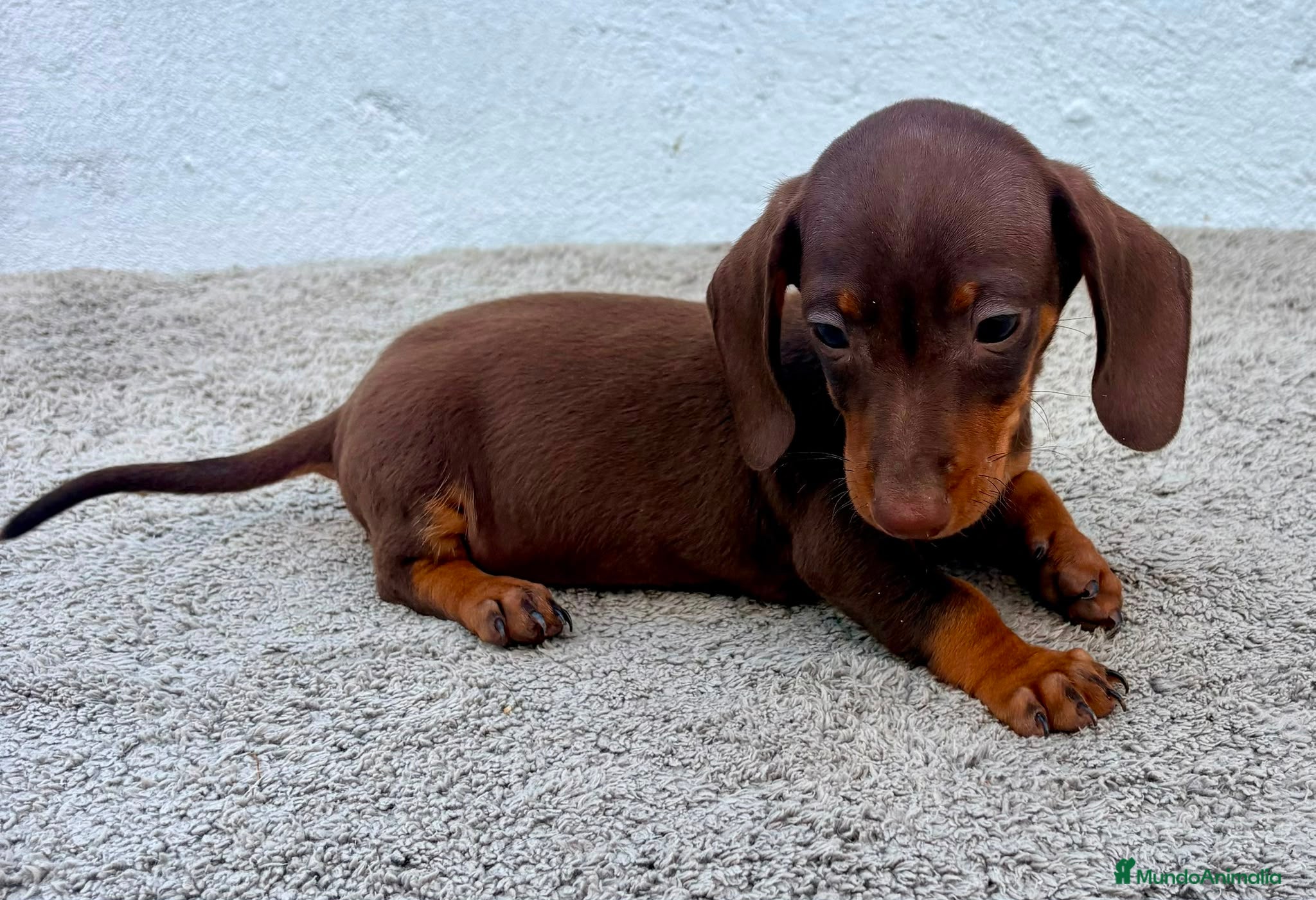 Teckel Miniatura perros Teckel chocolate kaninchen  - Anuncio 1
