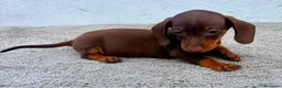 Teckel Miniatura perros en venta: Teckel chocolate kaninchen  - Anuncio 1