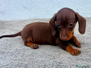 Teckel Miniatura perros Teckel chocolate kaninchen - Anuncio 3