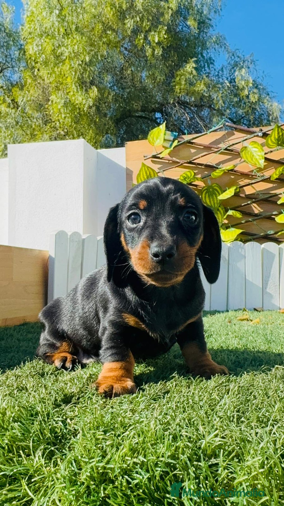 Teckel Miniatura perros en venta: TECKEL MINIATURA - Anuncio 1