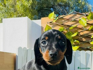 Teckel Miniatura perros TECKEL MINIATURA - Anuncio 1