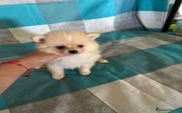 Pomerania perros en venta: Pomeranias - Imagen 3
