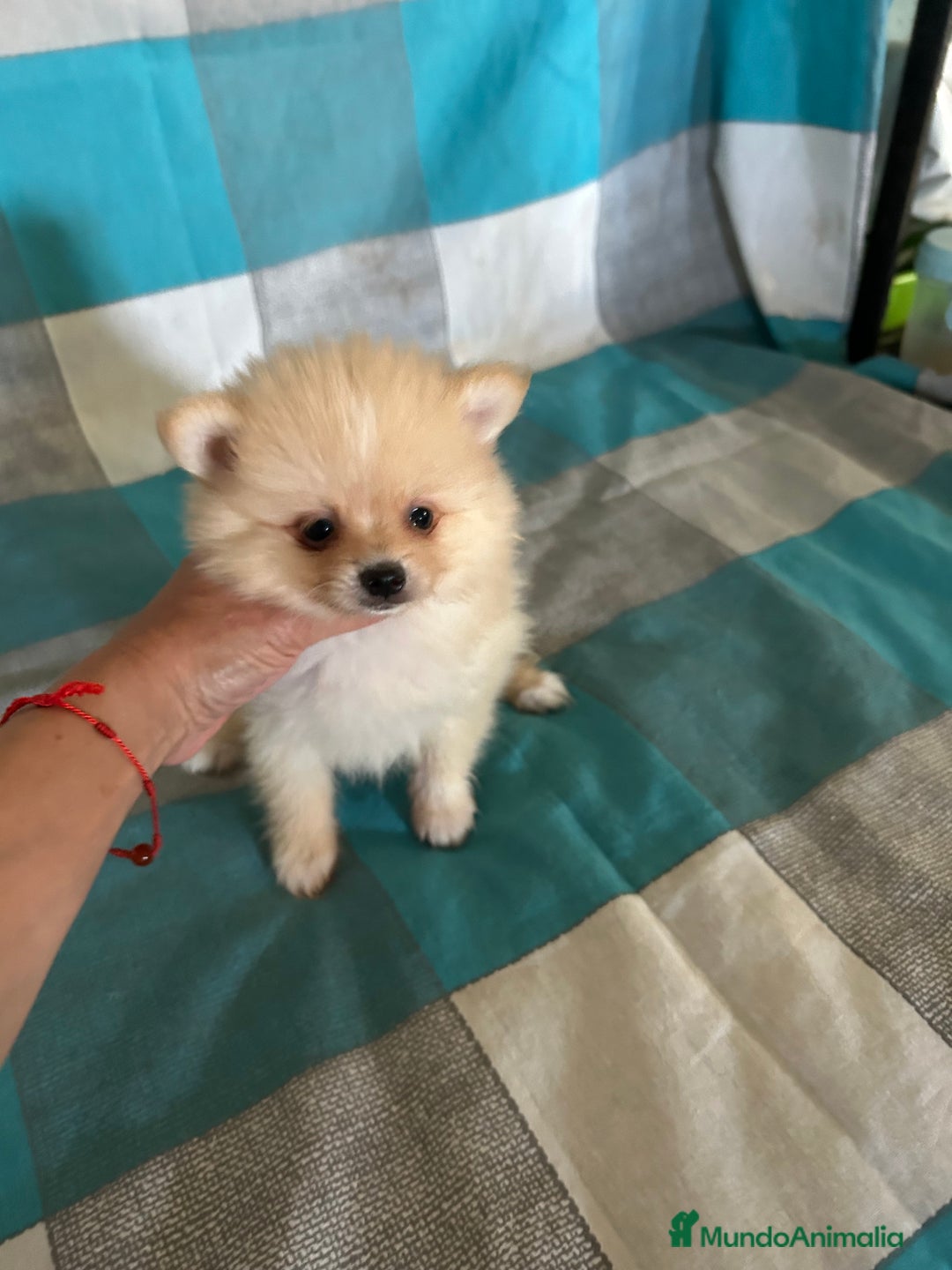 Pomerania perros en venta: Pomeranias - Imagen 3