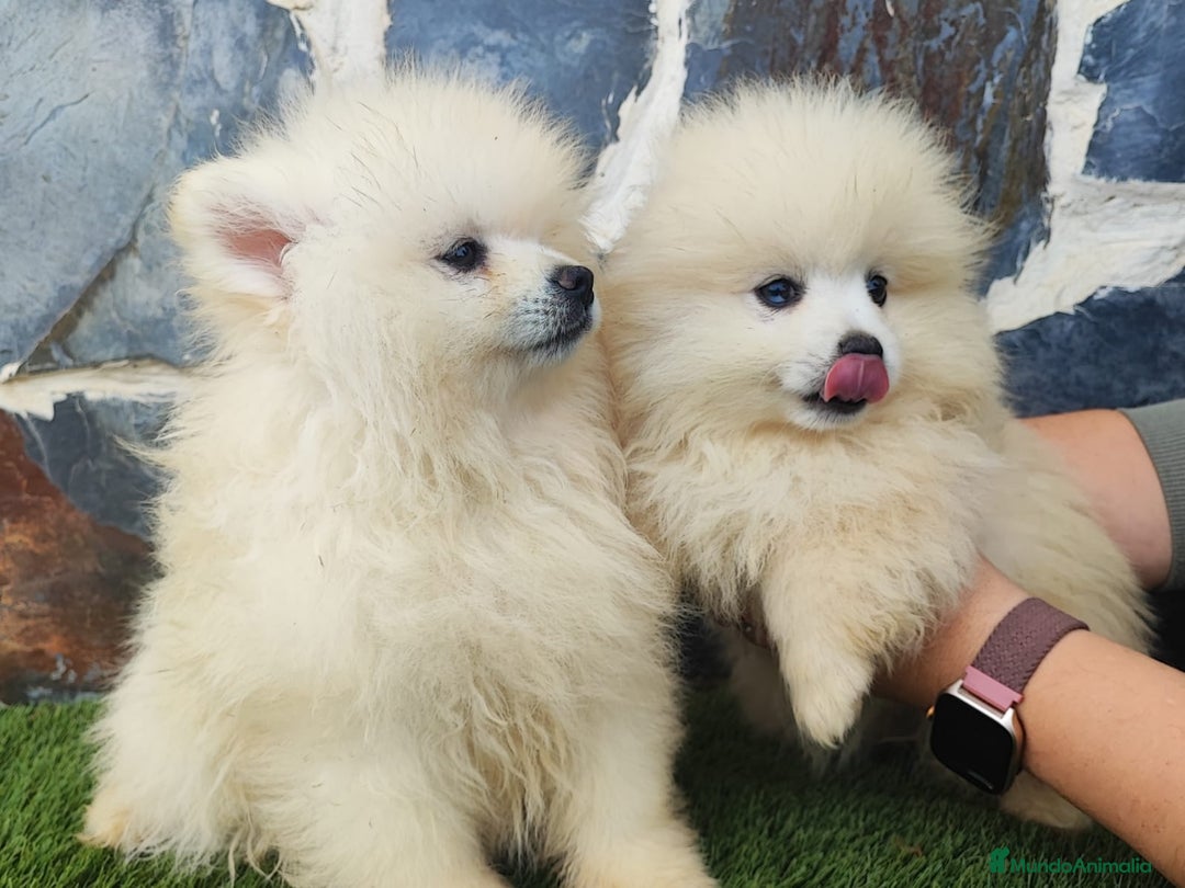 Pomerania perros en venta: POMERANIAS MACHOS BLANCOS - Imagen 2